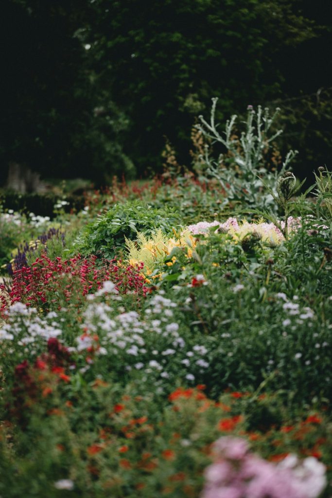 red-and-yellow-flowers-in-the-garden-wjtw2vle9lw